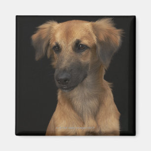 Brown resuce dog with black nose on black magnet