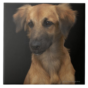 Brown resuce dog with black nose on black tile