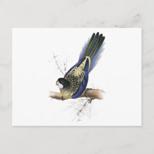Brown’s Parrakeet by Edward Lear Postcard