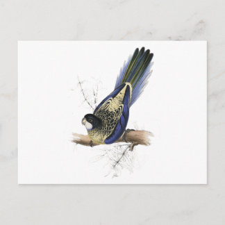 Brown’s Parrakeet by Edward Lear Postcard