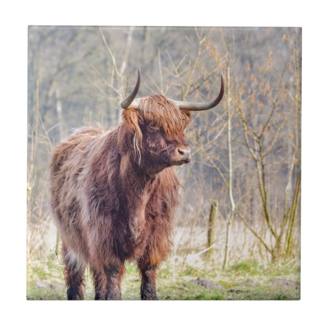 Brown scottish highlander cow standing in spring ceramic tile (Front)