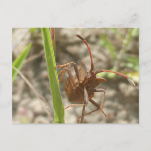 Brown Shield Bug Close Up DIY Postcard