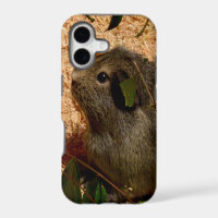 Brown Smooth Haired Guinea Pig,