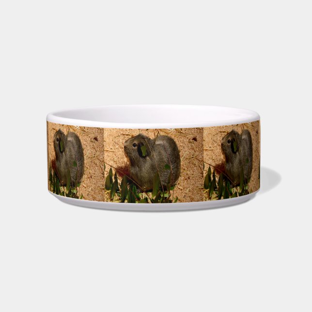 Brown Smooth Haired Guinea Pig, Bowl (Front)