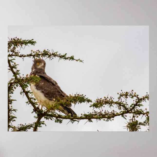 Brown Snake Eagle – Sentinel of the Savannah Poster (Front)