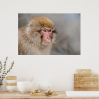 Brown Snow Monkey, Japanese Photography