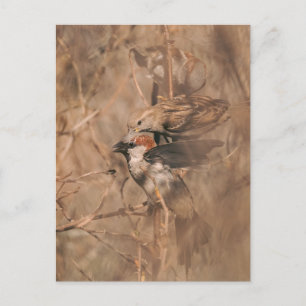 Brown Sparrow Birds In A Bush Wildlife Photography Postcard
