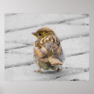 Brown Sparrow Poster