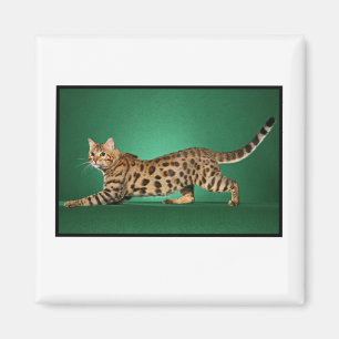 Brown Spotted Bengal Magnet
