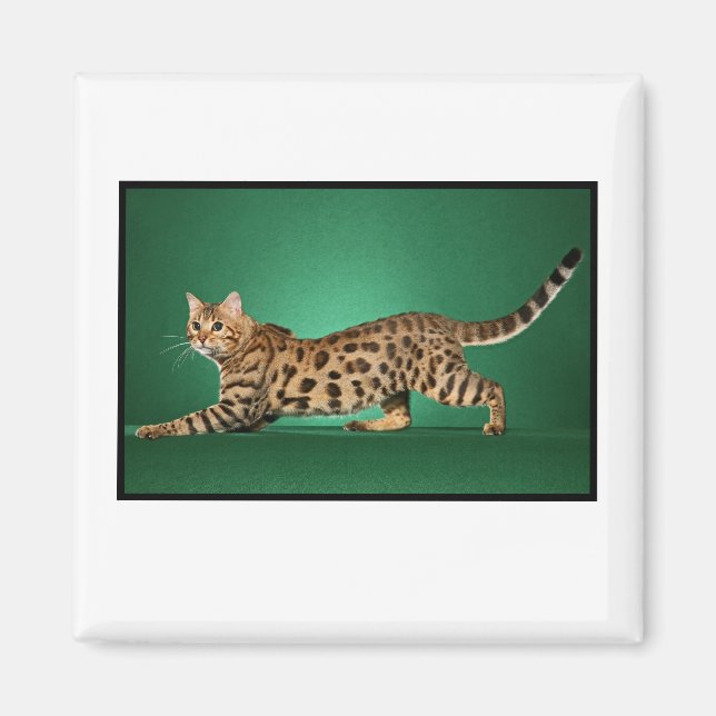 Brown Spotted Bengal Magnet (Front)