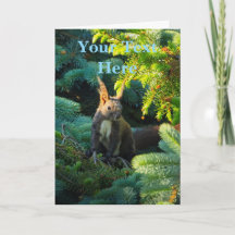 Brown Squirrel