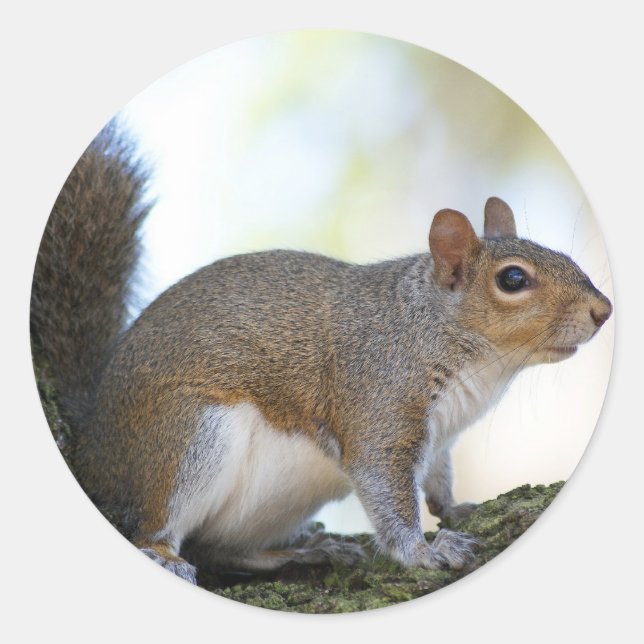 Brown Squirrel Classic Round Sticker (Front)