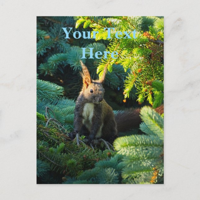 Brown Squirrel Postcard (Front)