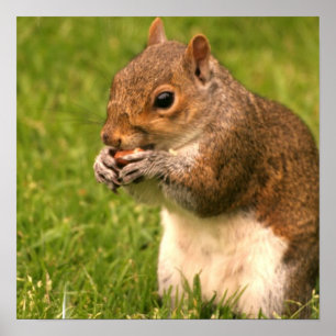 Brown Squirrel Poster