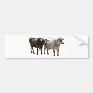 Brown Swiss Cows Bumper Sticker
