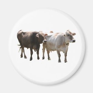 Brown Swiss Cows Magnet