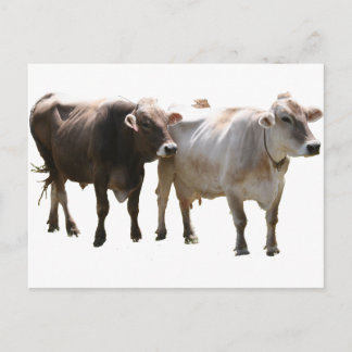 Brown Swiss Cows Postcard