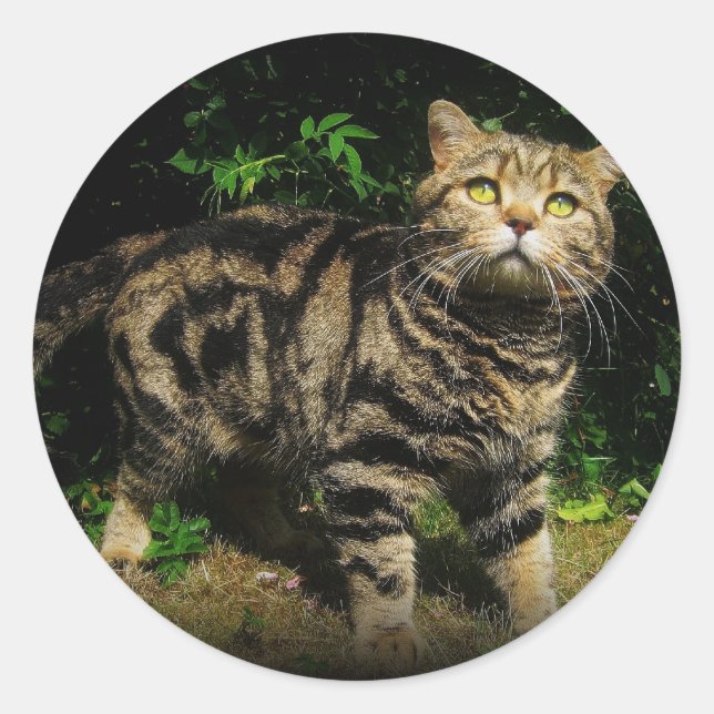 Brown tabby - British Shorthair cat sticker (Front)