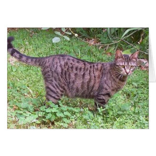 Brown Tabby Cat Outdoors