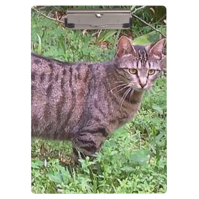 Brown Tabby Cat Outdoors Clipboard (Front)
