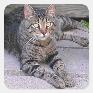 Brown Tabby Cat Outdoors Square Sticker