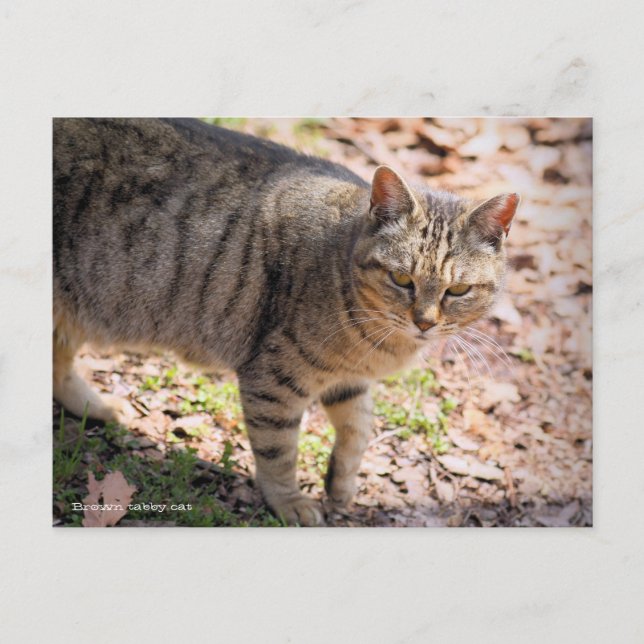 Brown tabby cat：Postcard Postcard (Front)