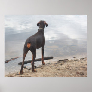 Brown, the Doberman Poster