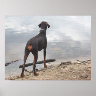 Brown, the Doberman Poster