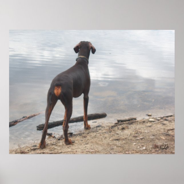 Brown, the Doberman Poster (Front)
