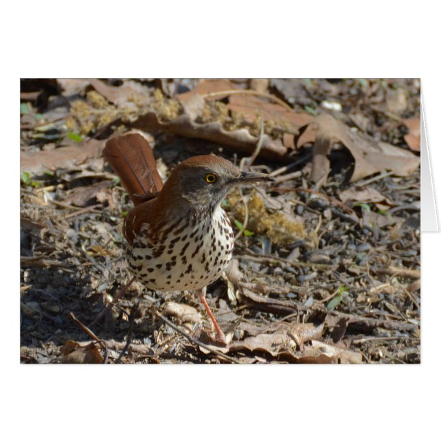 Brown Thrasher (Front Horizontal)