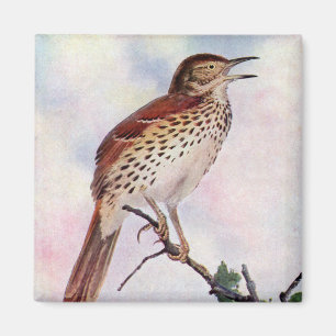 Brown Thrasher Magnet