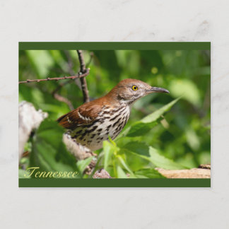 Brown Thrasher Postcard