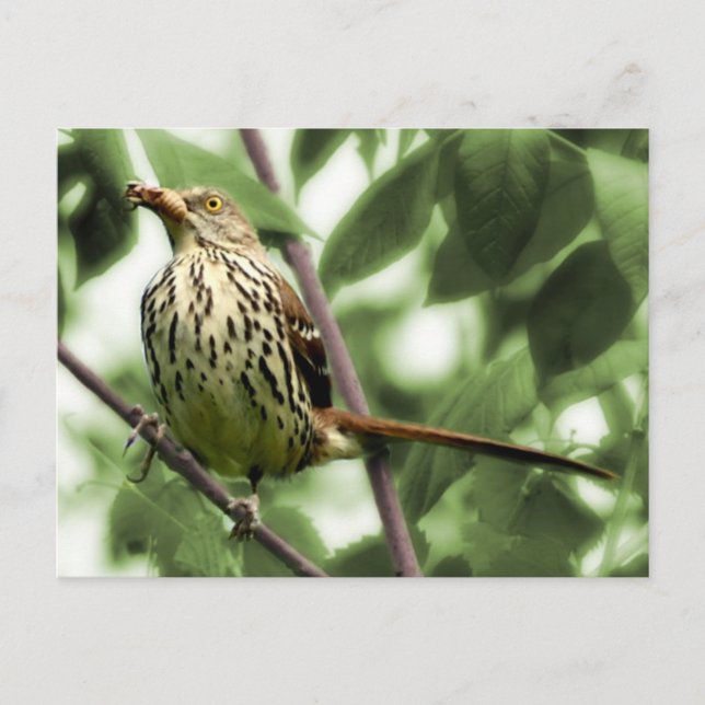Brown Thrasher Postcard (Front)