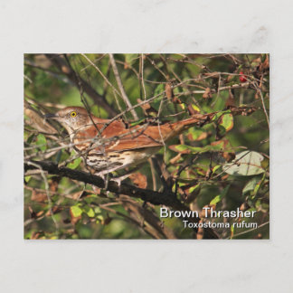 Brown Thrasher Postcard