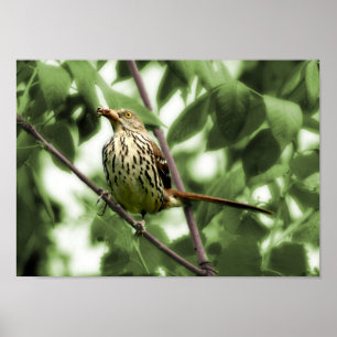 Brown Thrasher Print