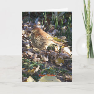 Brown Thrasher, Sunshine Card