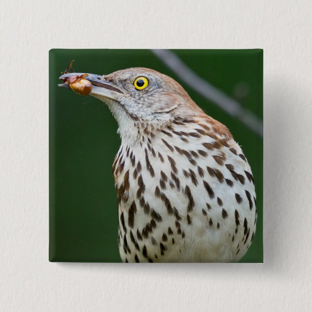 Brown Thrasher w/ Catch Of the Day Gifts Apparel 15 Cm Square Badge (Front)