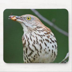 Brown Thrasher w/ Catch Of the Day Gifts Apparel Mouse Pad