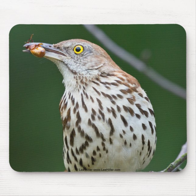 Brown Thrasher w/ Catch Of the Day Gifts Apparel Mouse Pad (Front)