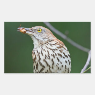 Brown Thrasher w/ Catch Of the Day Gifts Apparel Rectangular Sticker
