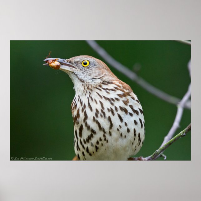 Brown Thrasher w/ Catch Of the Day Poster (Front)