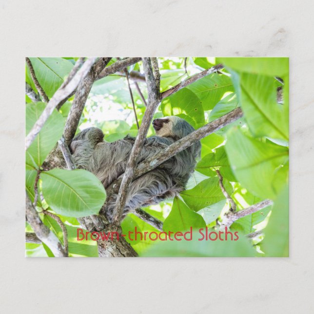 Brown-throated Sloths  Postcard (Front)
