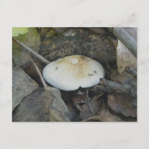 Brown Top Mushroom Postcard