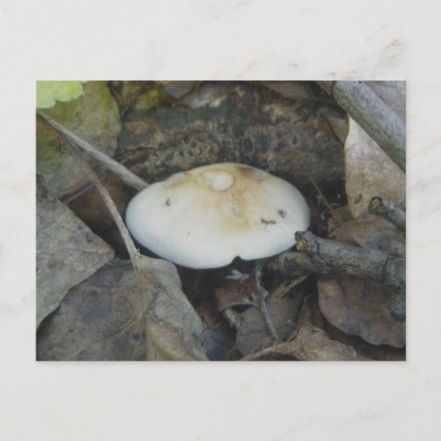 Brown Top Mushroom Postcard (Front)