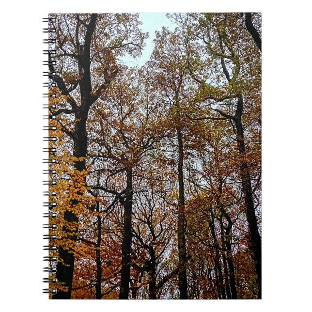 Brown trees notebook (Front)