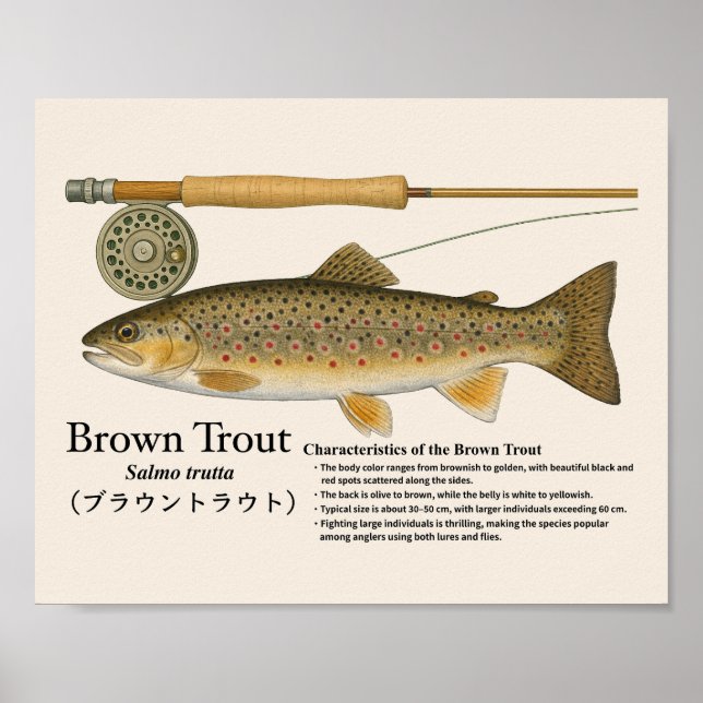 Brown Trout – English Art Print (Front)