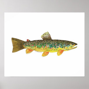 Brown Trout Fishing Poster