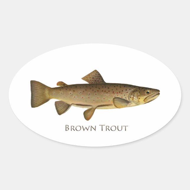 Brown Trout Logo Oval Sticker (Front)