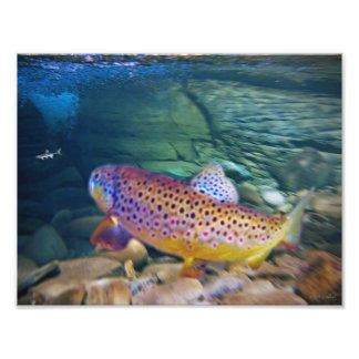 'BROWN TROUT' PHOTO PRINT