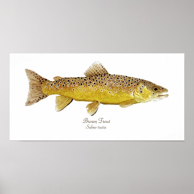 Brown Trout Poster (Front)